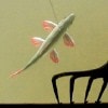 Brainerd Spearing Guides