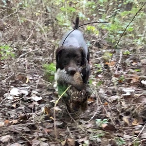 Minnesota Grouse Guides