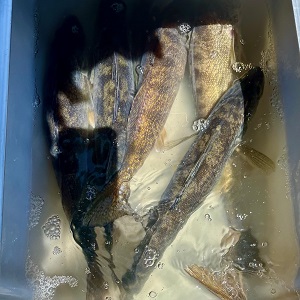 Nisswa fishing guide