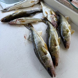 Brainerd MN Fishing Guides