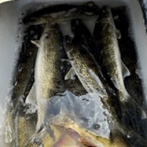 Minnesota fishing guide