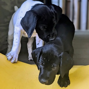 German shorthair puppies for sale