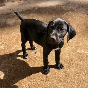 MN puppies for sale