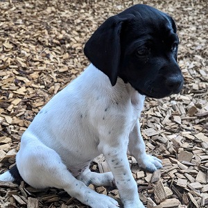 shorthair puppies for sale