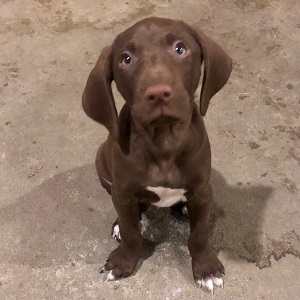 MN shorthair puppy for sale
