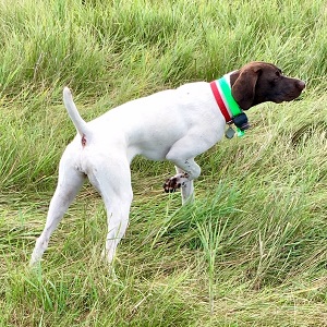 German Shorthair for Sale