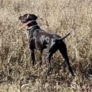 Pointer Puppies for Sale