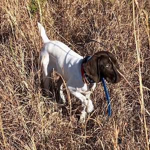 German Shorthair Puppy