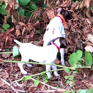 Shorthair Puppy Training