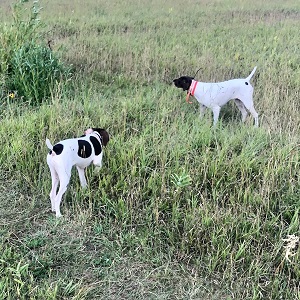 Shorthair Puppy for sale