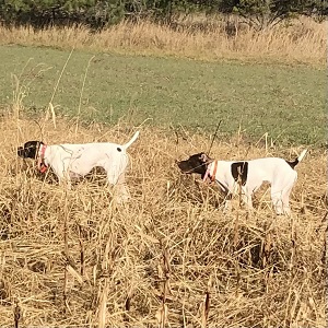 Shorthair Puppies for sale